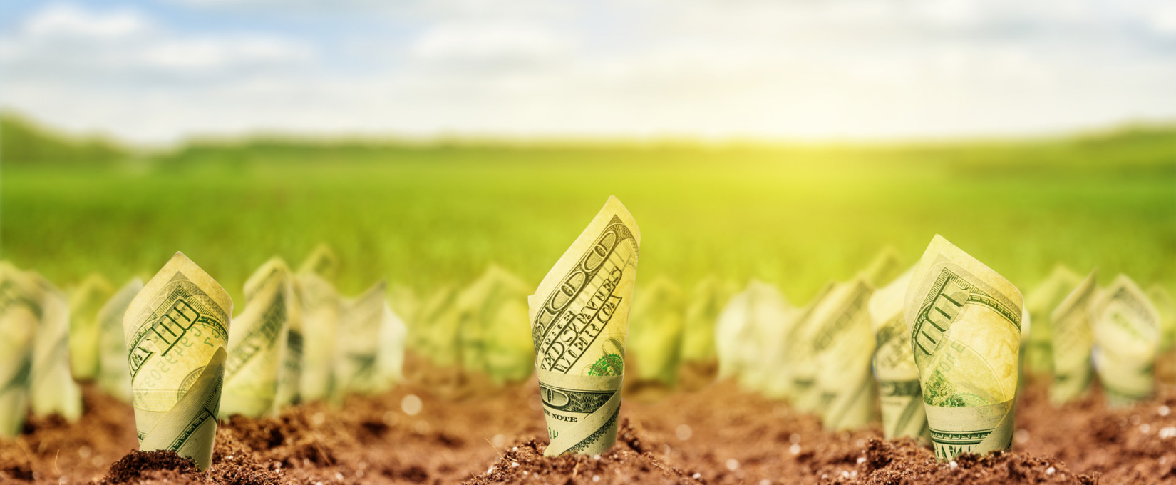 How to Set a Landscaping Budget That You Actually Stick To Finance My